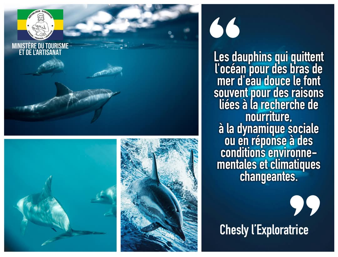 Gabon: Observation exceptionnelle de Dauphins dans le Parc d’Akanda.